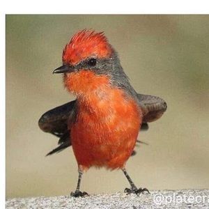 Meet your Posher, Becky